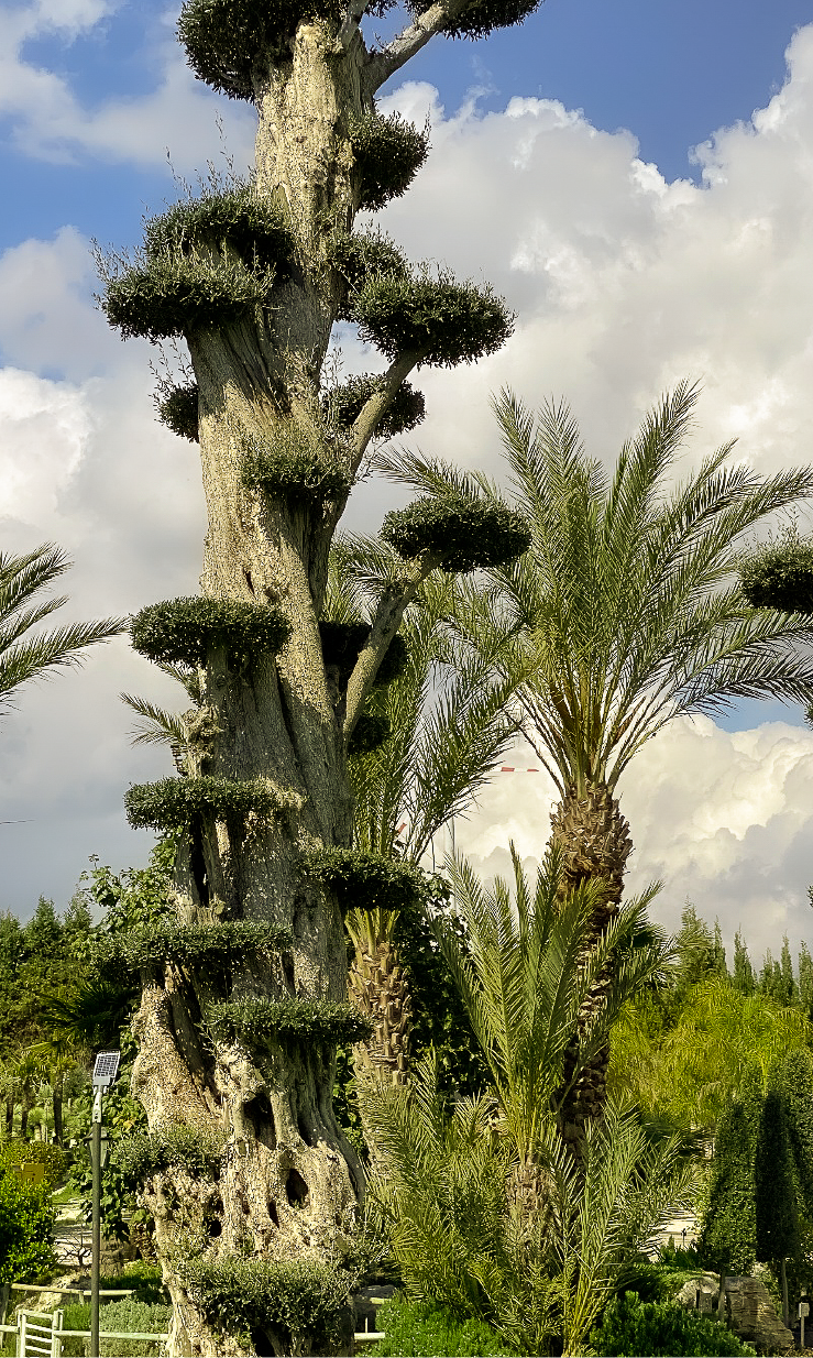 Uzbaş Arboretum Tour